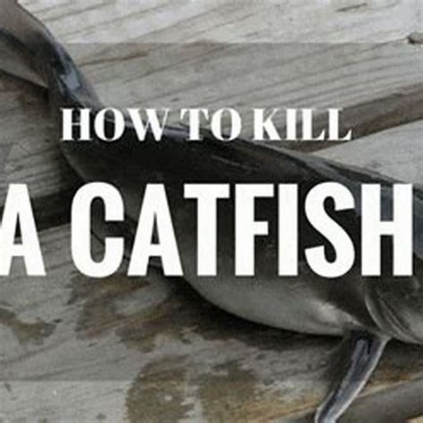 how to humanely kill a fish|The Most Humane Way to Kill a Fish (A Simple Guide).